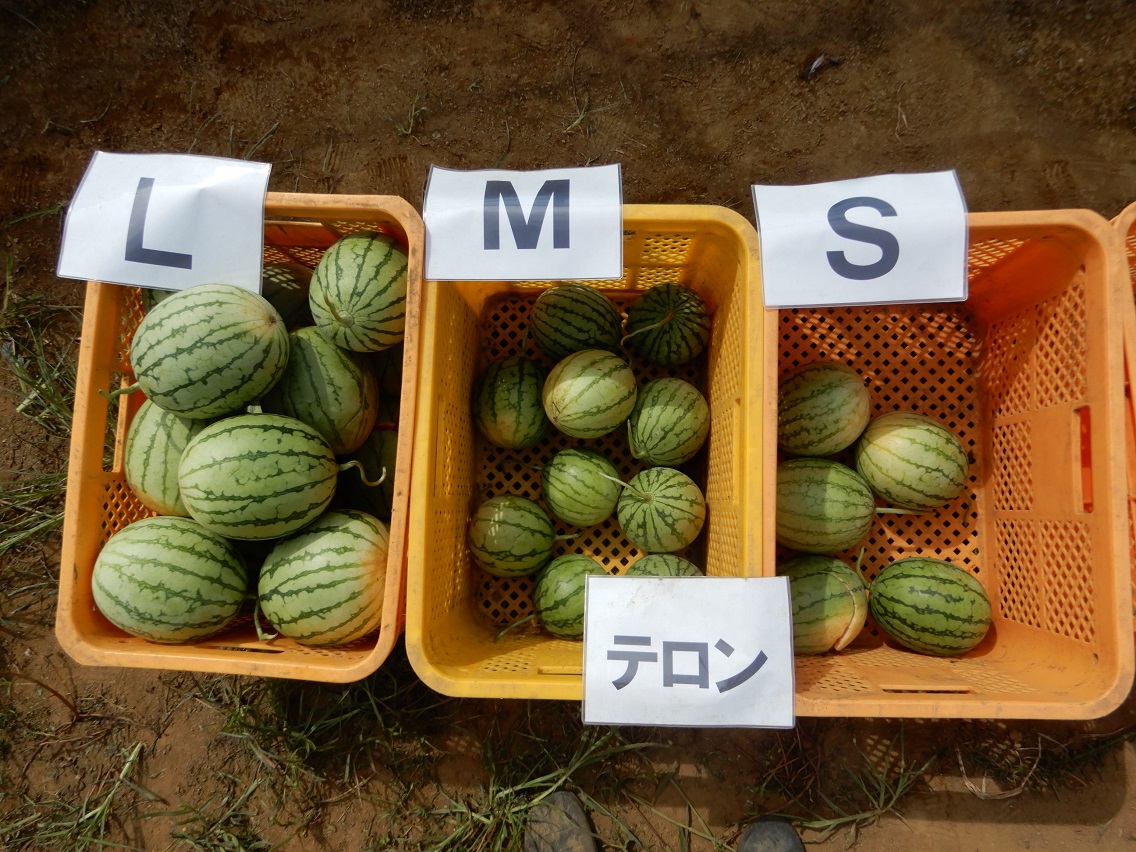 Medium Watermelons Telone